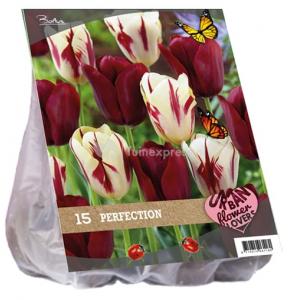 Baltus Urban Flowers Perfection bloembollen per 15 stuks